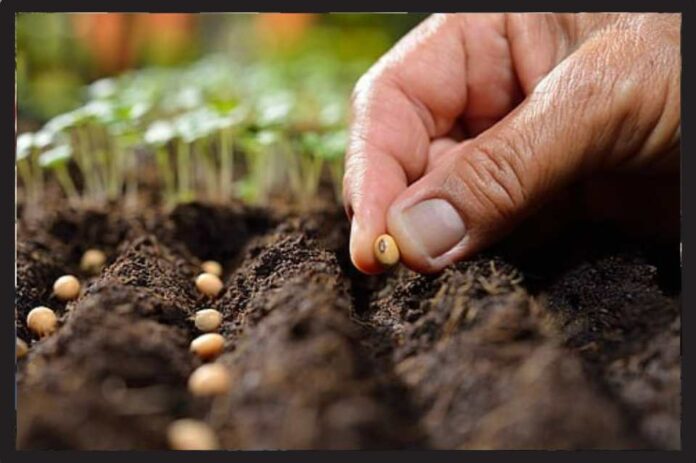 A germplasm bank is being created in Corrientes to preserve the biodiversity of crops in the NEA.